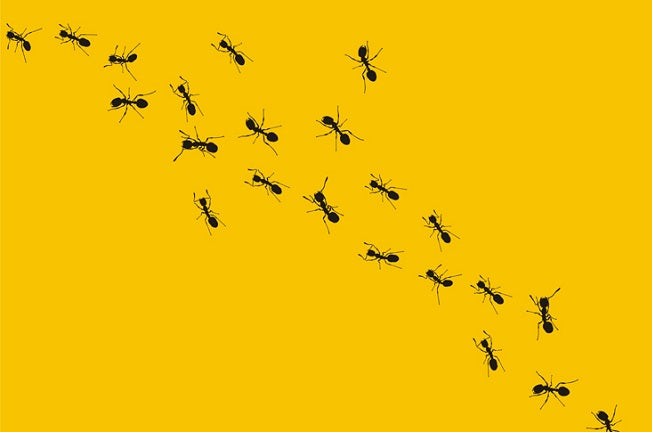 Comment éliminer les fourmis dans ma maison ou mon appartement ?