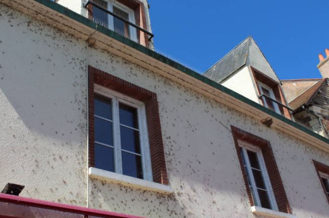 Comment se débarrasser des araignées sur ma façade